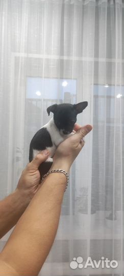 Щенки чихуахуа мини