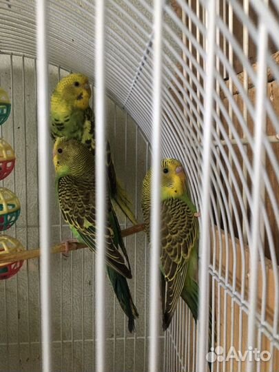 Волнистый попугай