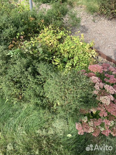 Садовые растения бесплатно самовывоз