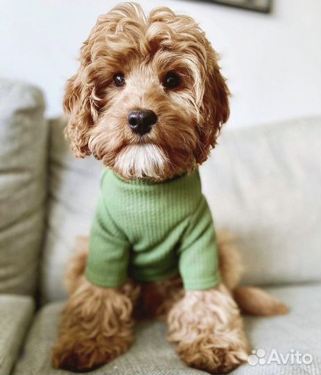 Одежда для собак мелких и средних пород