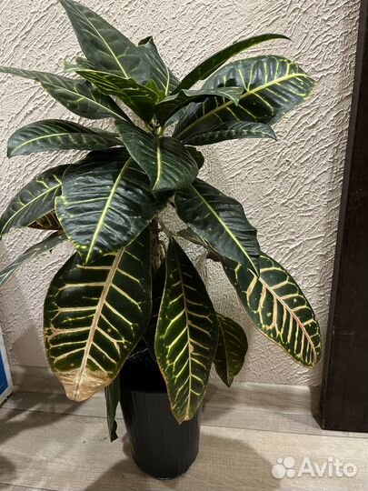 Кодиеум кротон