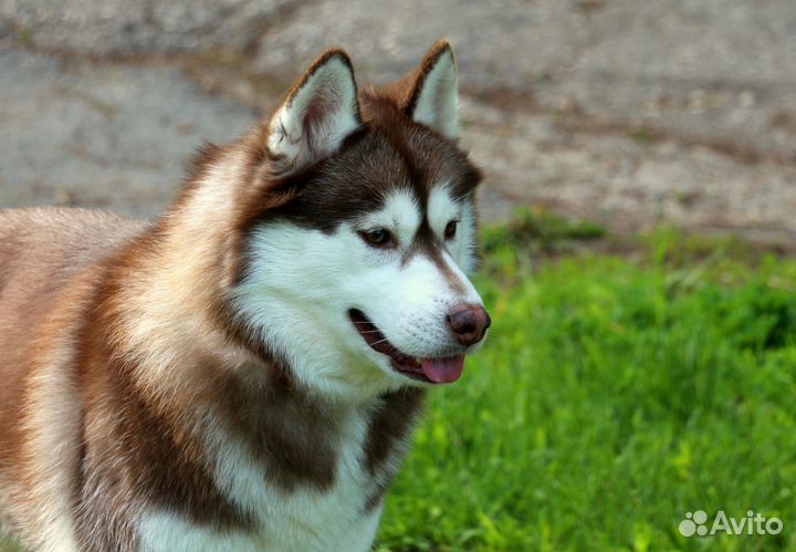 Корги для фотосессий