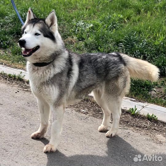 Хаски в добрые руки