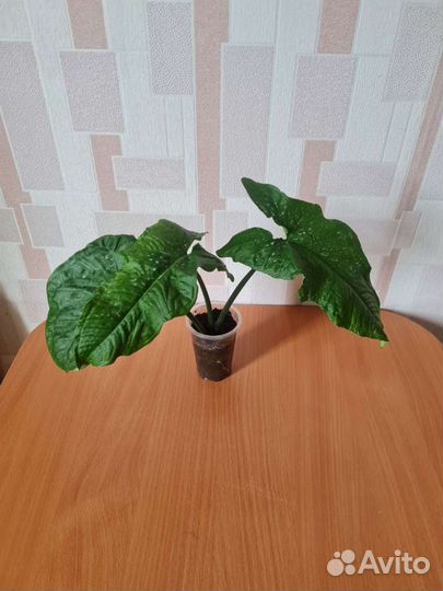 Сингониум австралия