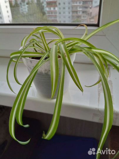 Хлорофитум кудрявый