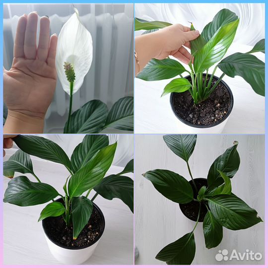 Спатифиллум