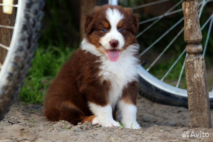 Австраллийская овчарка, аусси, щенки