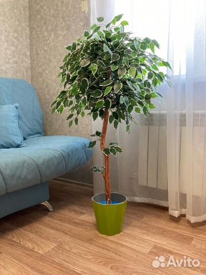 Фикус бенджамина