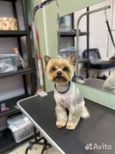 Стрижка собак