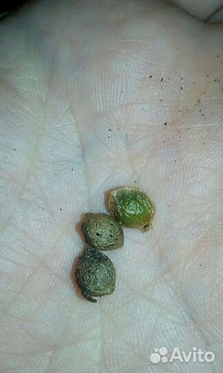 Семена индийского лука