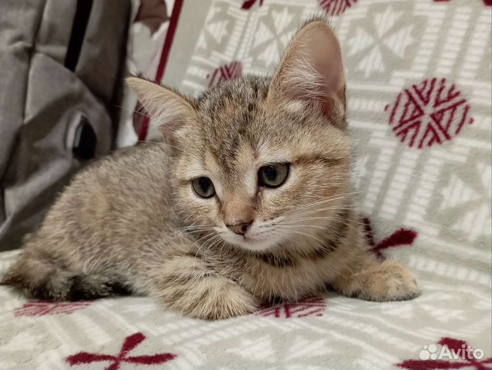 Котята британцы