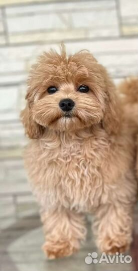 Детки мальтипу ф1