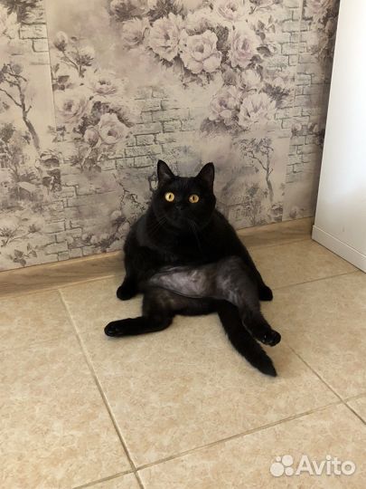 Кошка в добрые руки