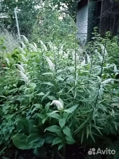 Многолетники. Вербейник гусиная шея