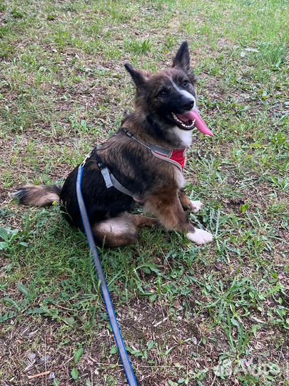 Молодая собака 1,5 года метис бордер-колли ждет