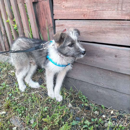 Щенки дворняги