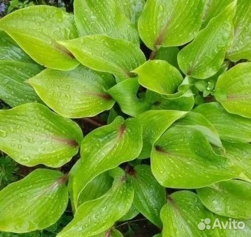 Хоста элитные