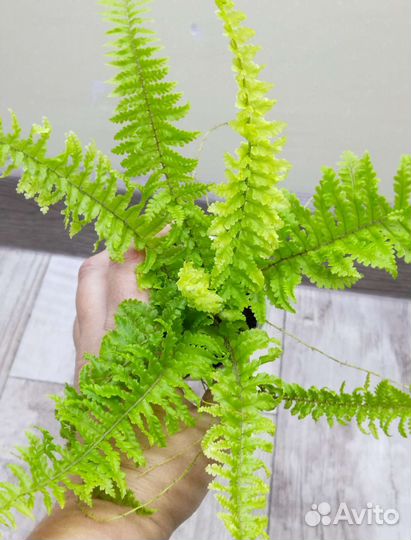 Нефролепис Vintage Lace yellow