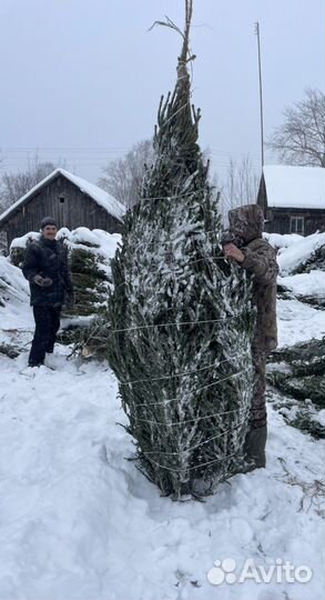 Елка новогодняя живая
