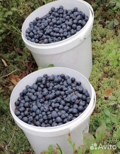 Черника свежая
