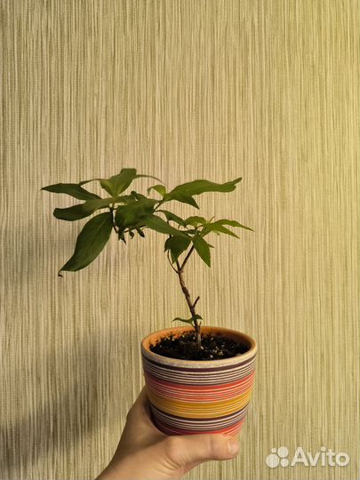 Рондолетия розовая леукофила