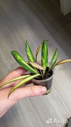 Хойи красивые редкие