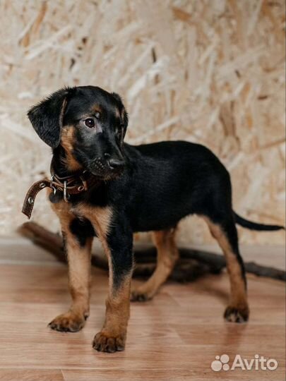 Щенок Финик 2.5 месяца