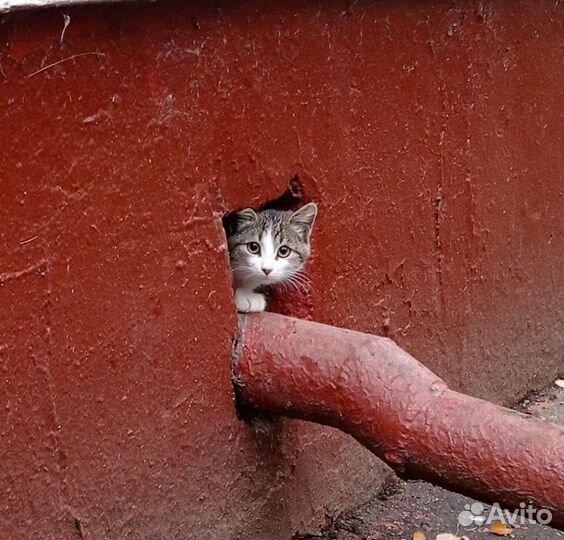 Котенок выживает в подвале