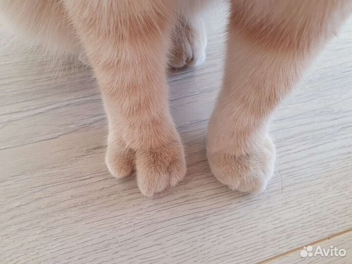 Особенный кот