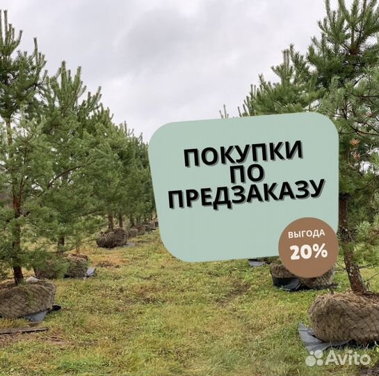 Сосна обыкновенная 5-7 м