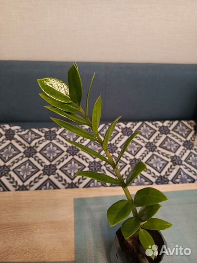 Замиокулькас