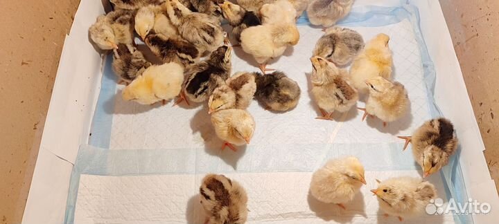 Цыплята кур несушек