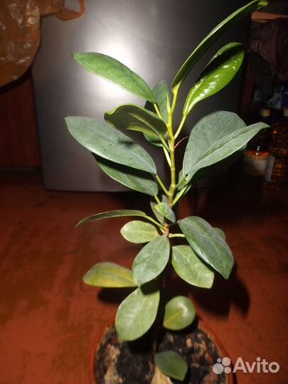 Фикусы и другие комнатные