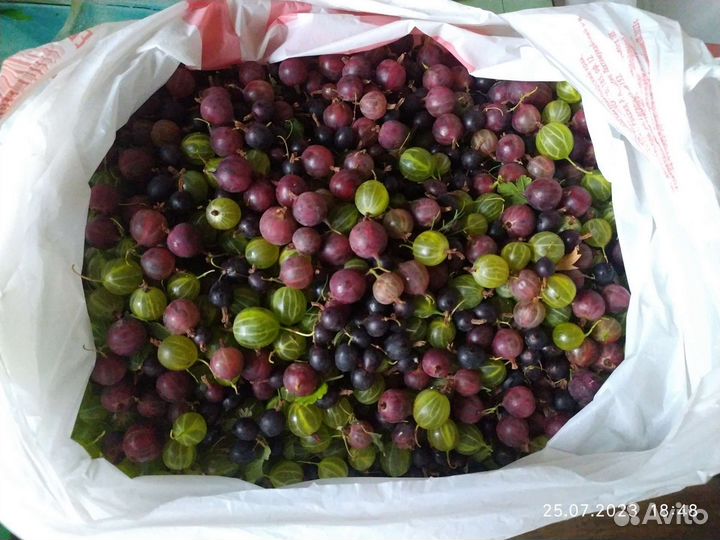 Продам крыжовник