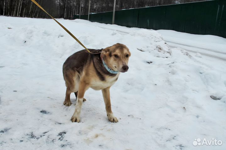 Щенок-подросток в дар