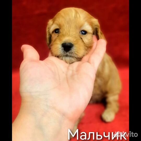 Щенки пуделя