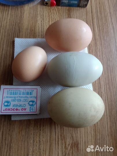 Домашние куриные яйца
