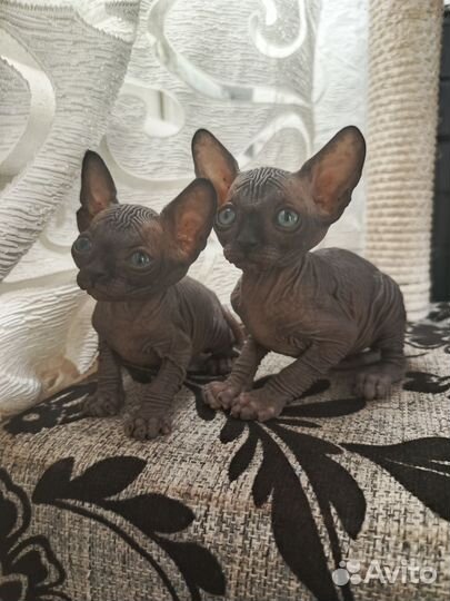 Канадский сфинкс котенок