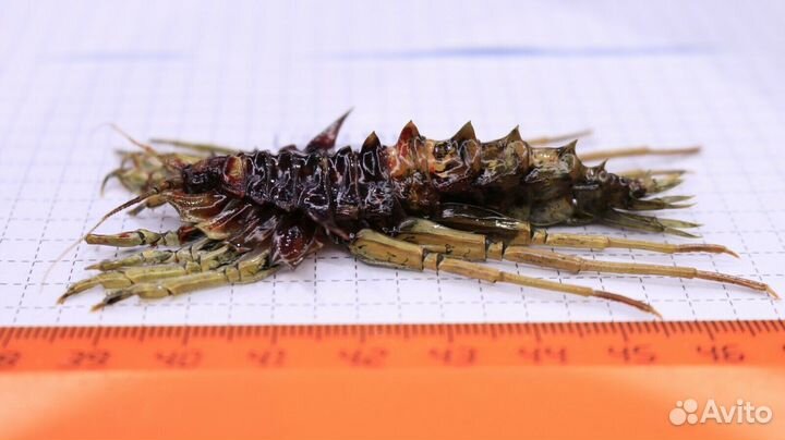 Ракообразное из Байкала Acanthogammarus victorii