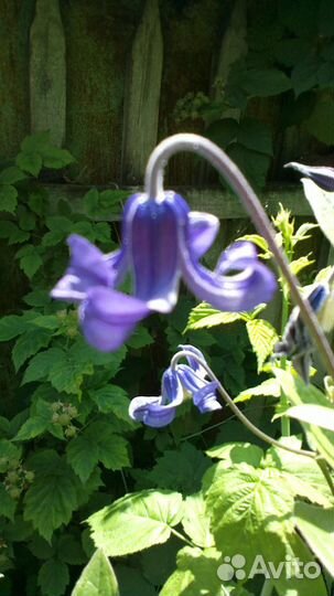 Клематисы разные