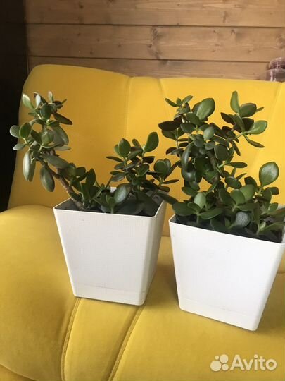 Толстянка денежное дерево