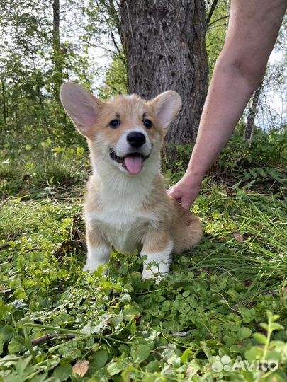 Щеночки коржики. 2,5 мес