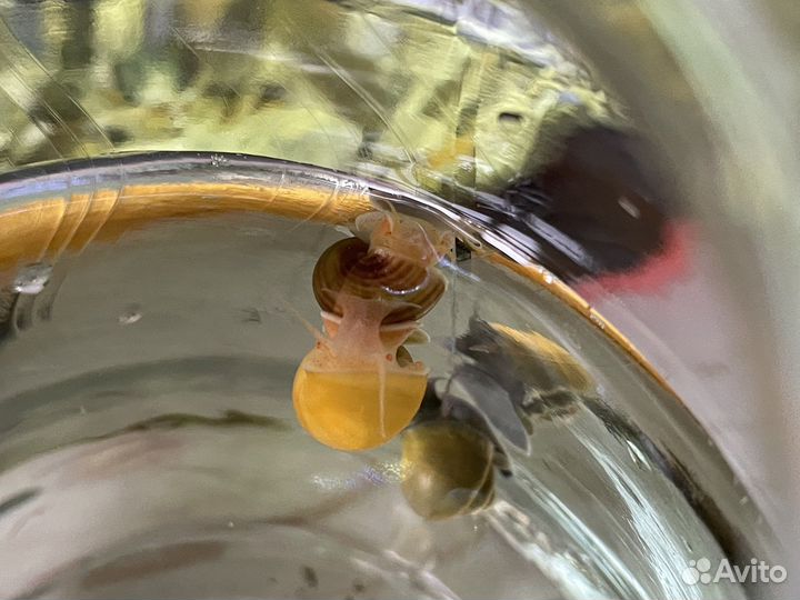 Улитки ампулярии