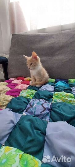 Котенок мальчик 1,5месяца в добрые руки