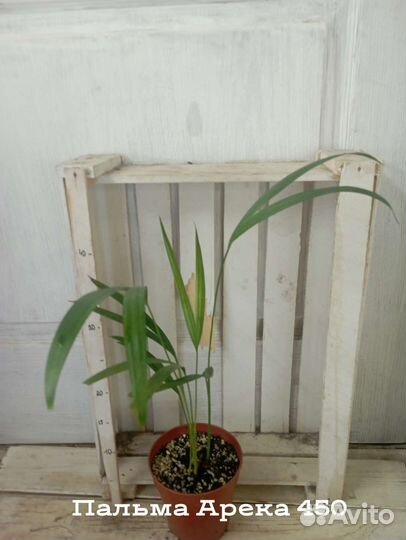 Комнатные цветы растение Пальма Арека хризолидокар
