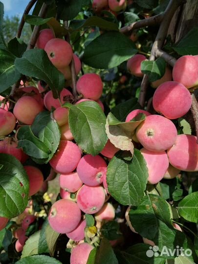 Яблоки свежие