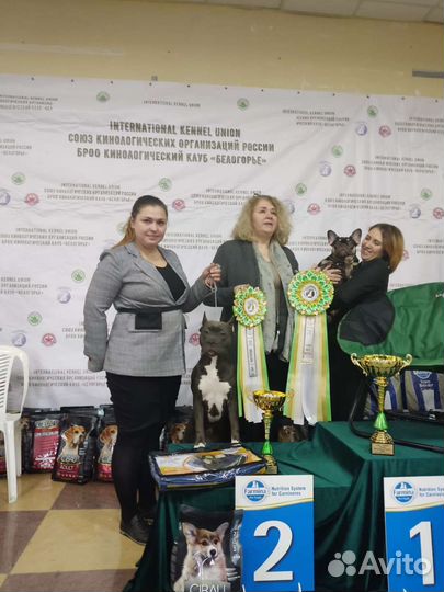 Подготовка к выставке, хендлер, дрессировка