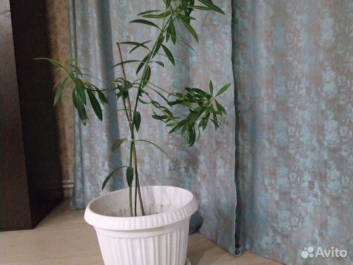 Хлорофитум, олеандр