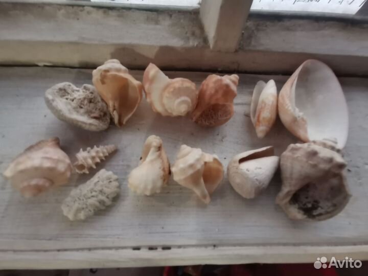 Ракушка разная, морские раковины