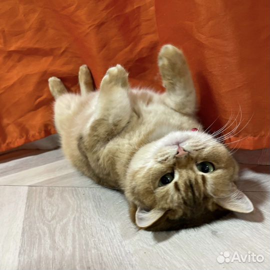Кошка британская золотая шиншилла